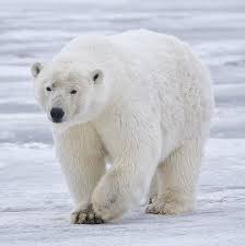 🐻‍❄️Polar Bear Attack in Brevoort Island!