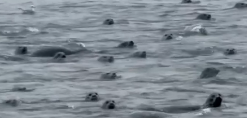 Why So Many Seals Visited White Rock Beach? 🦭🌊